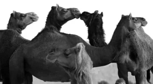camels in thar desert, Jaisalmer