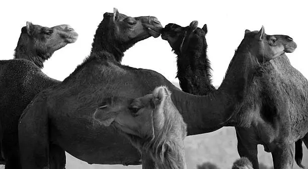 camels in thar desert, Jaisalmer