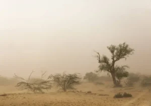sand storm in thar desert