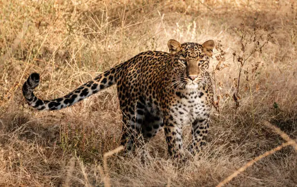 Leopard: a type of big and powerful cat in thar desert