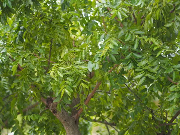 Neem' a type of tree in Indian subcontinent 