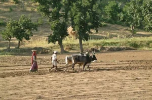 a man and a woman farming with bulls in thar desert, Rajasthan