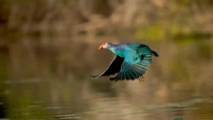A bird flying over the water in Keoladeo national Park