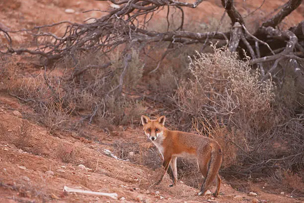 red fox in thar desert