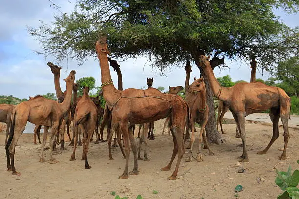 khejri and camels in thar desert, rajasthan