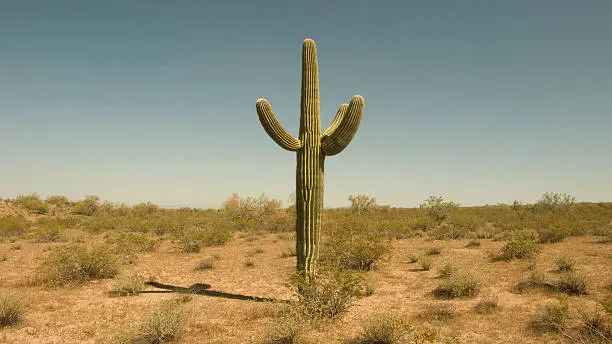cactus in thar desert